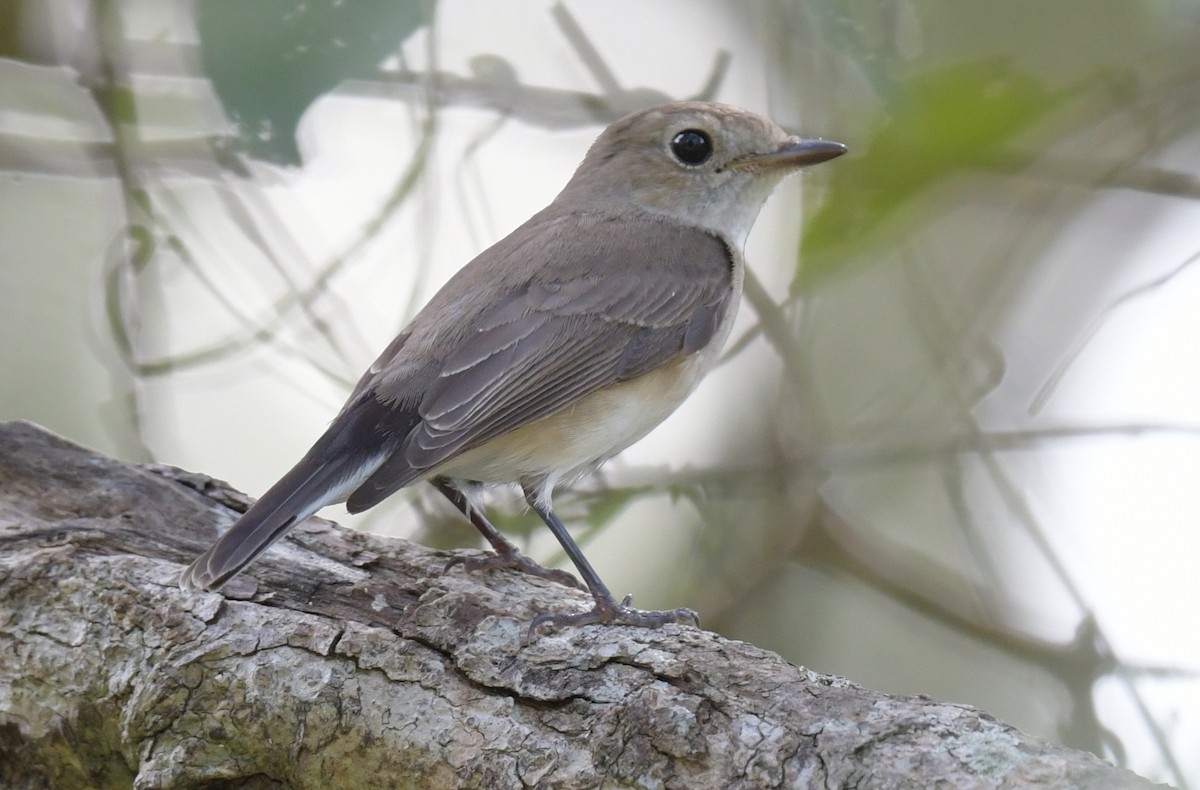 Papamoscas de la Taiga - ML646769822