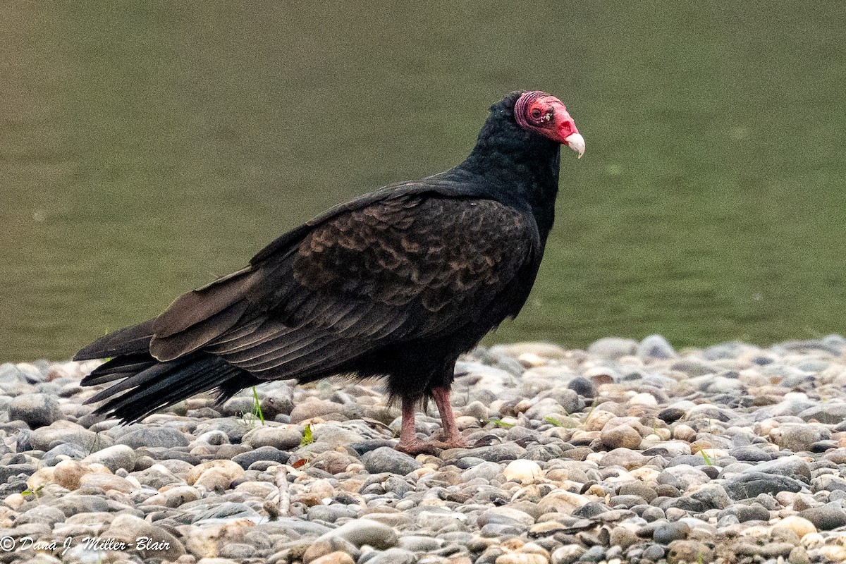 Turkey Vulture - ML646769826
