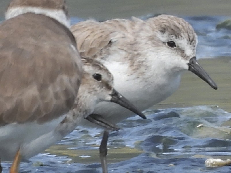 Western Sandpiper - ML646769827
