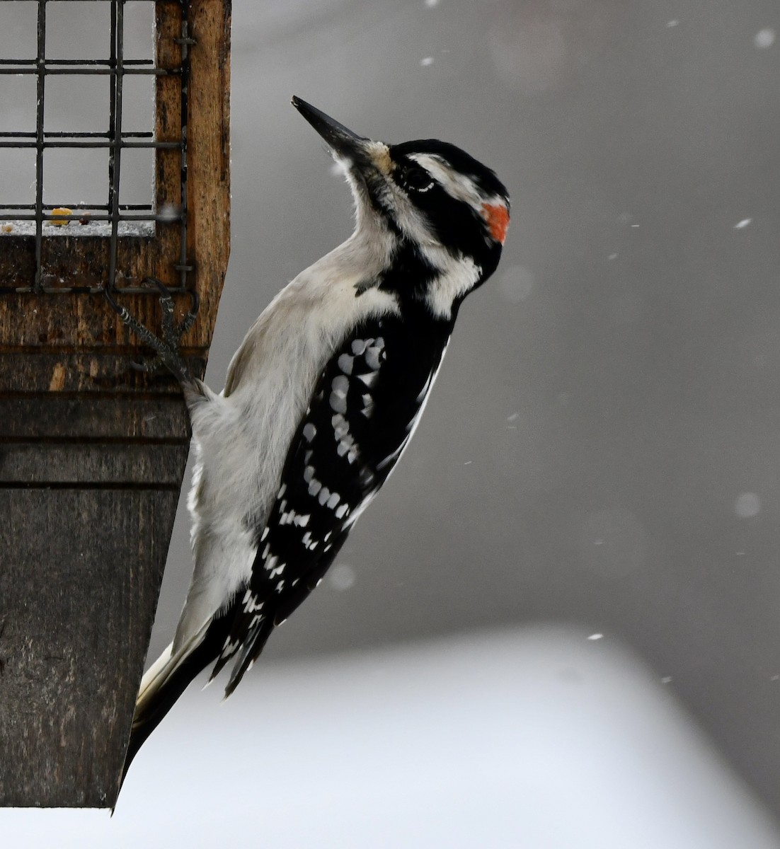 Волосатый дятел - ML646769842