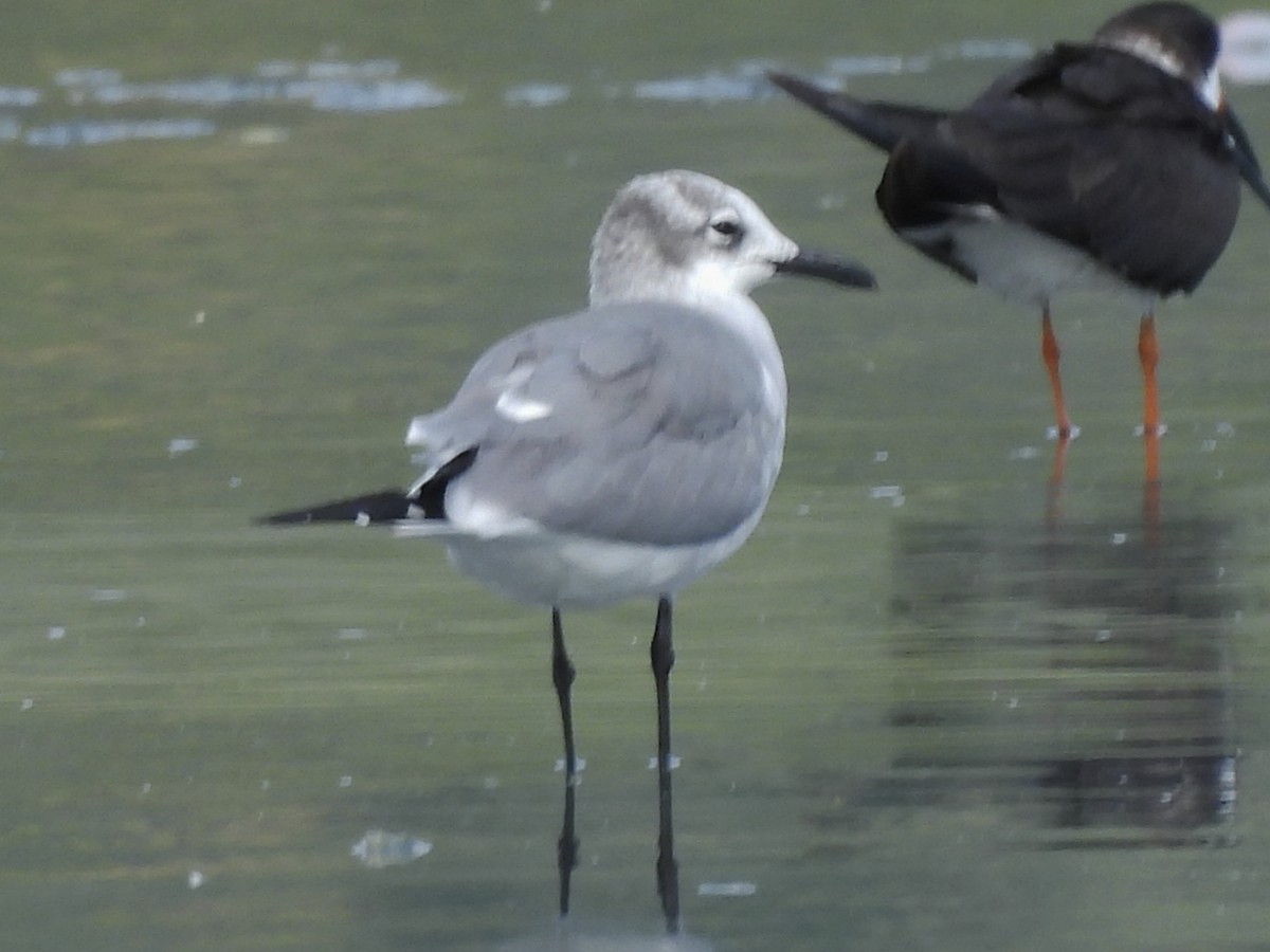 Laughing Gull - ML646769845