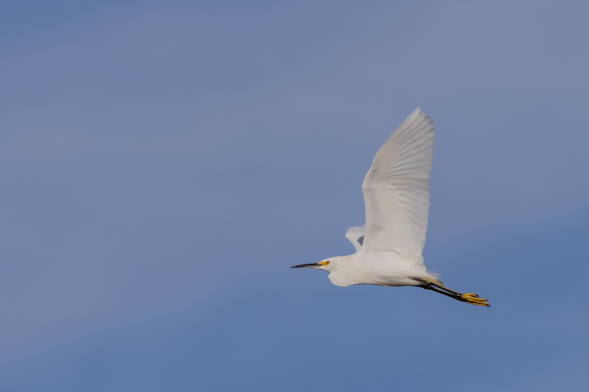 Snowy Egret - ML646769846