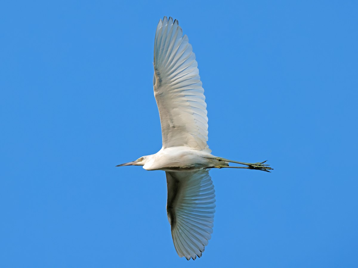 Great Egret - ML646769848