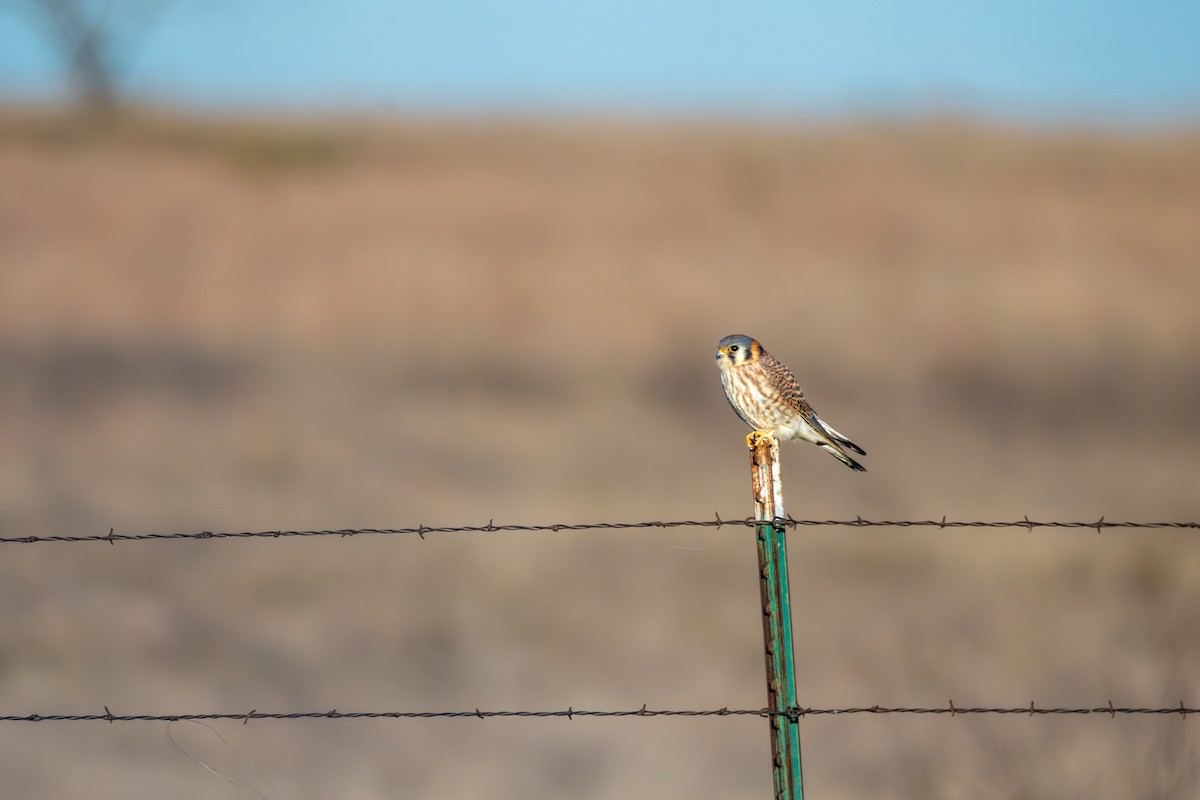 Ala Kerkenez - ML646769849