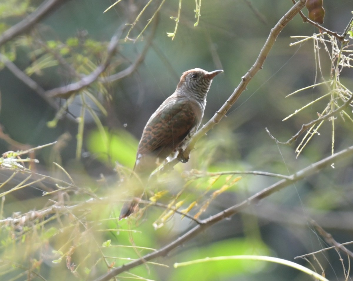 Cuclillo Violeta - ML646769852