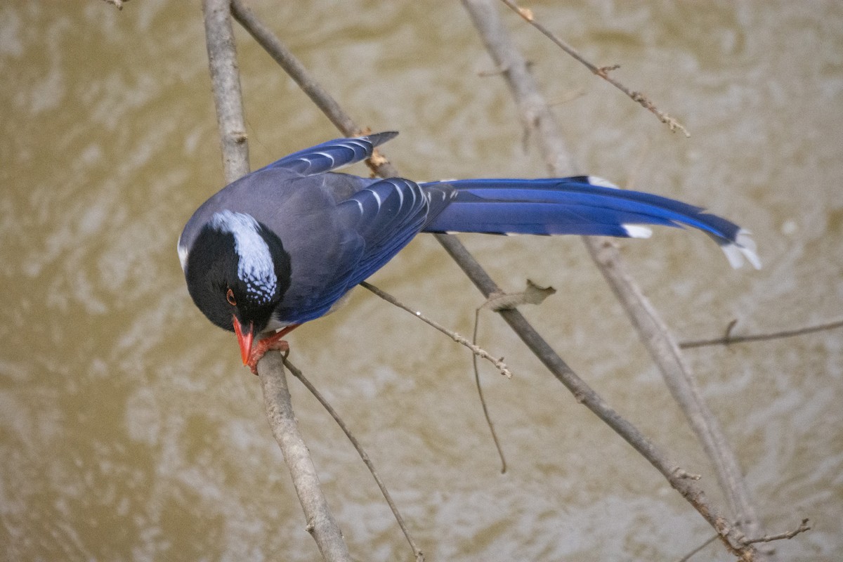 Red-billed Blue-Magpie - ML646769854