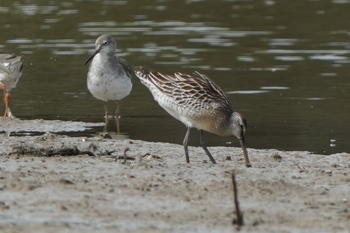 Asya Ak Sırtlı Suçulluğu - ML646769855