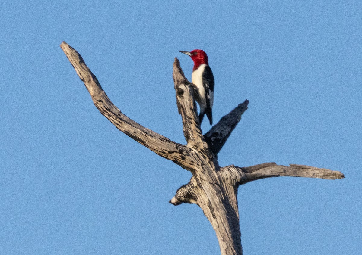Red-headed Woodpecker - ML646769857
