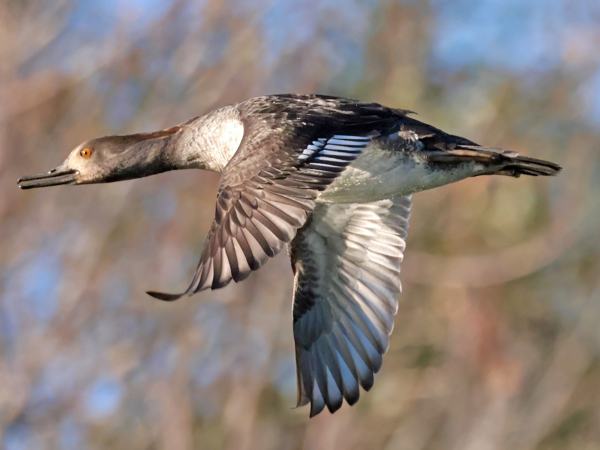 Hooded Merganser - ML646769858