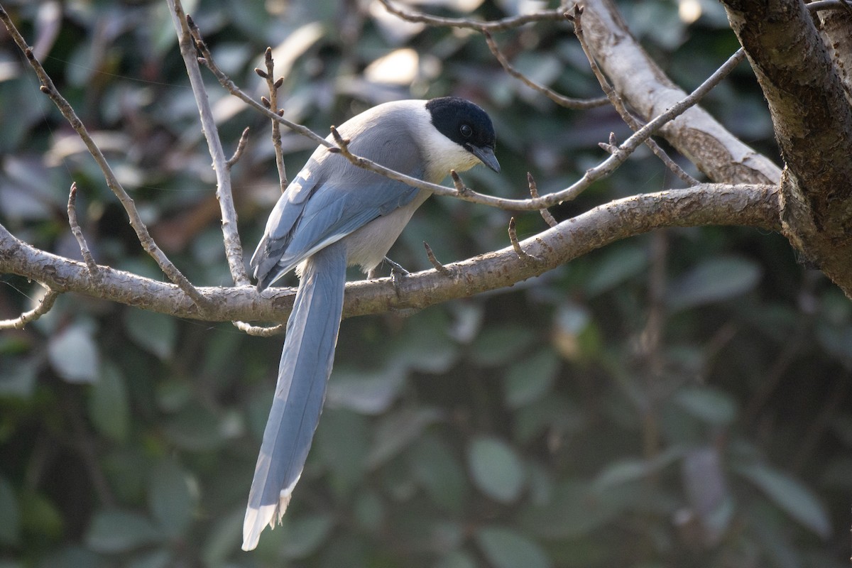 Azure-winged Magpie - ML646769859