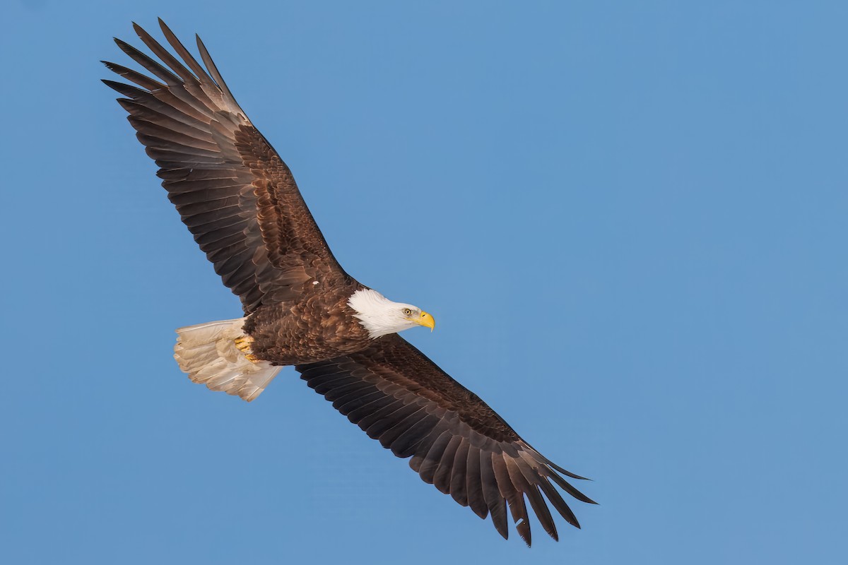 Bald Eagle - ML646769862