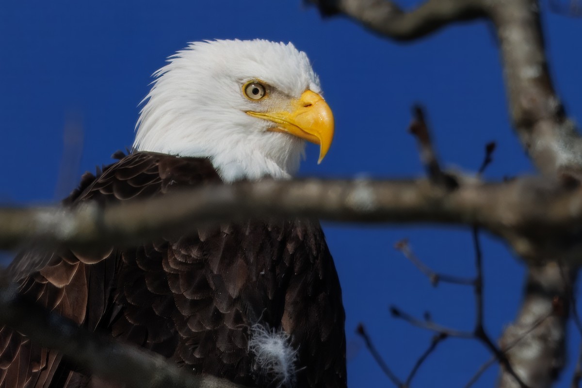 Bald Eagle - ML646769864