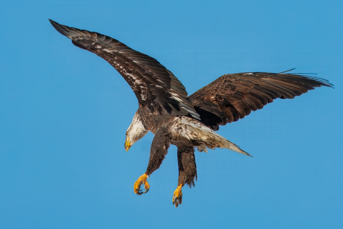 Bald Eagle - ML646769865