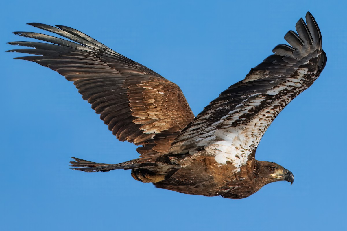 Bald Eagle - ML646769866