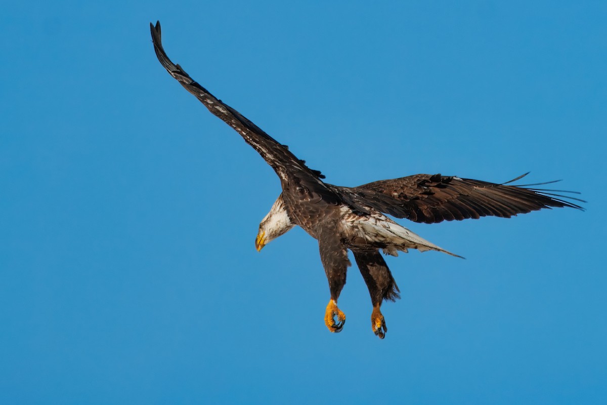 Bald Eagle - ML646769867