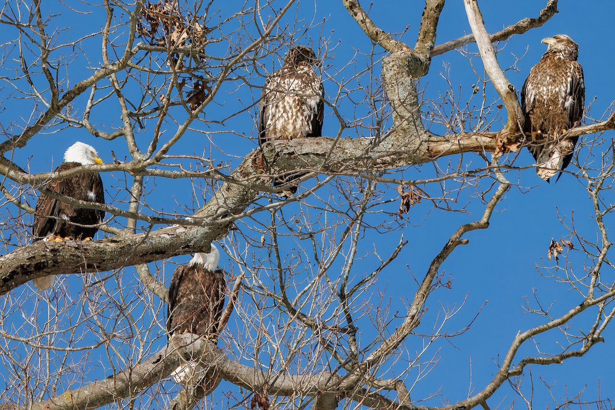Bald Eagle - ML646769869