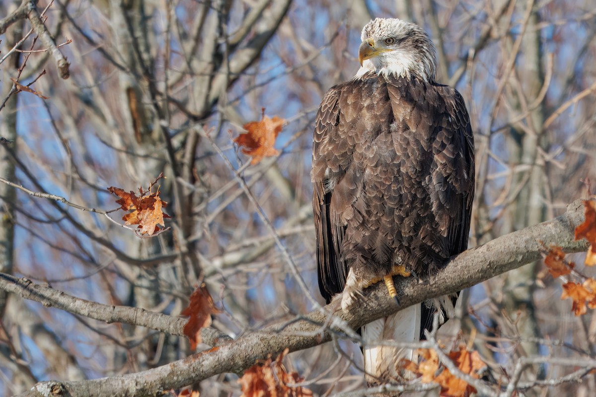 Bald Eagle - ML646769870