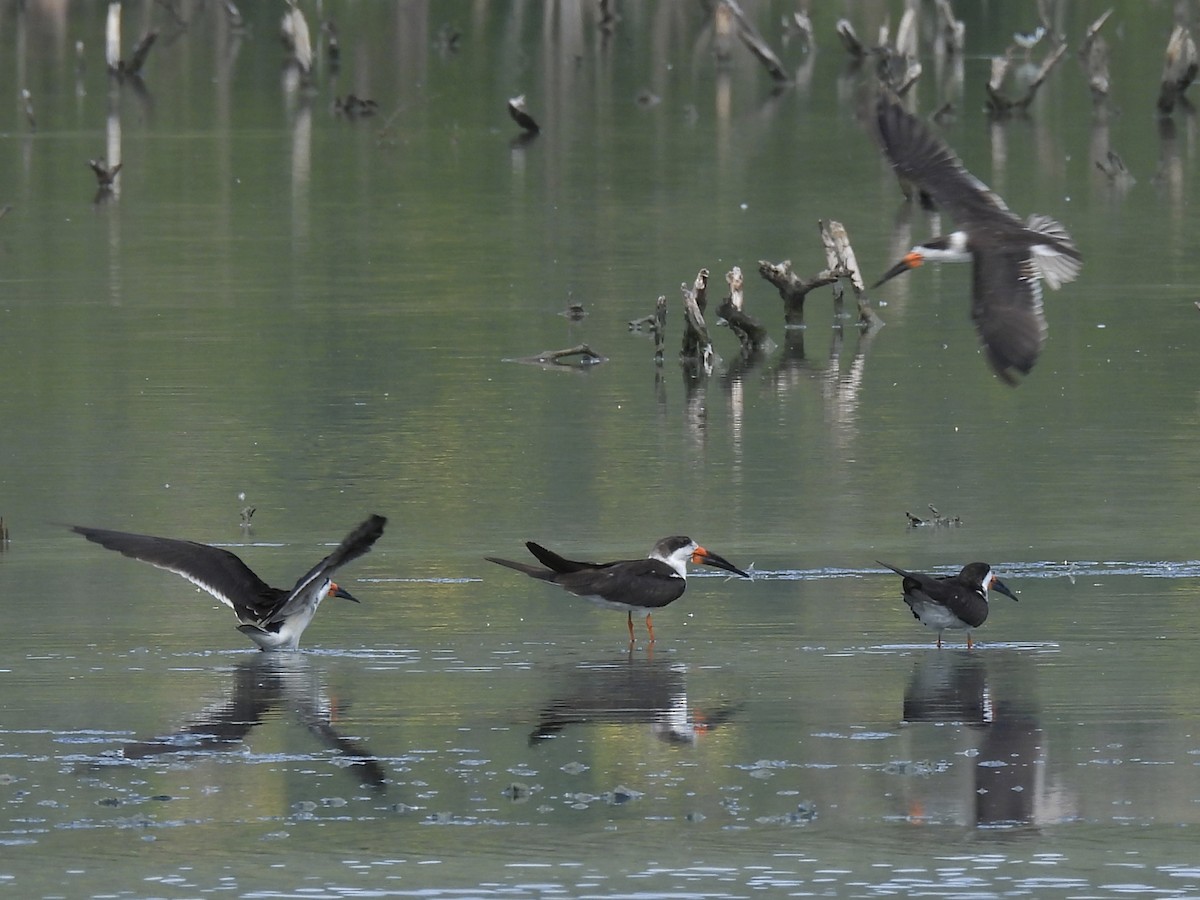 Black Skimmer - ML646769871