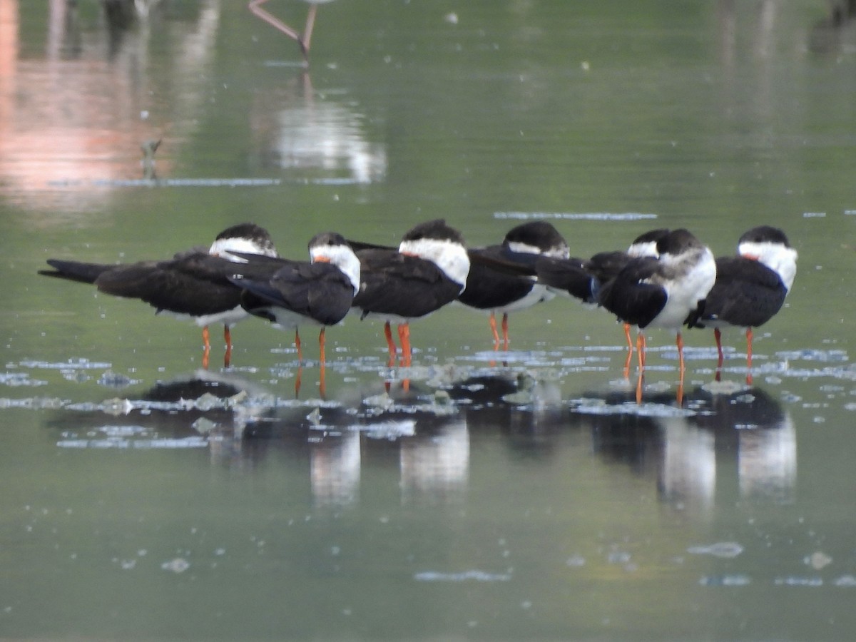 Black Skimmer - ML646769873