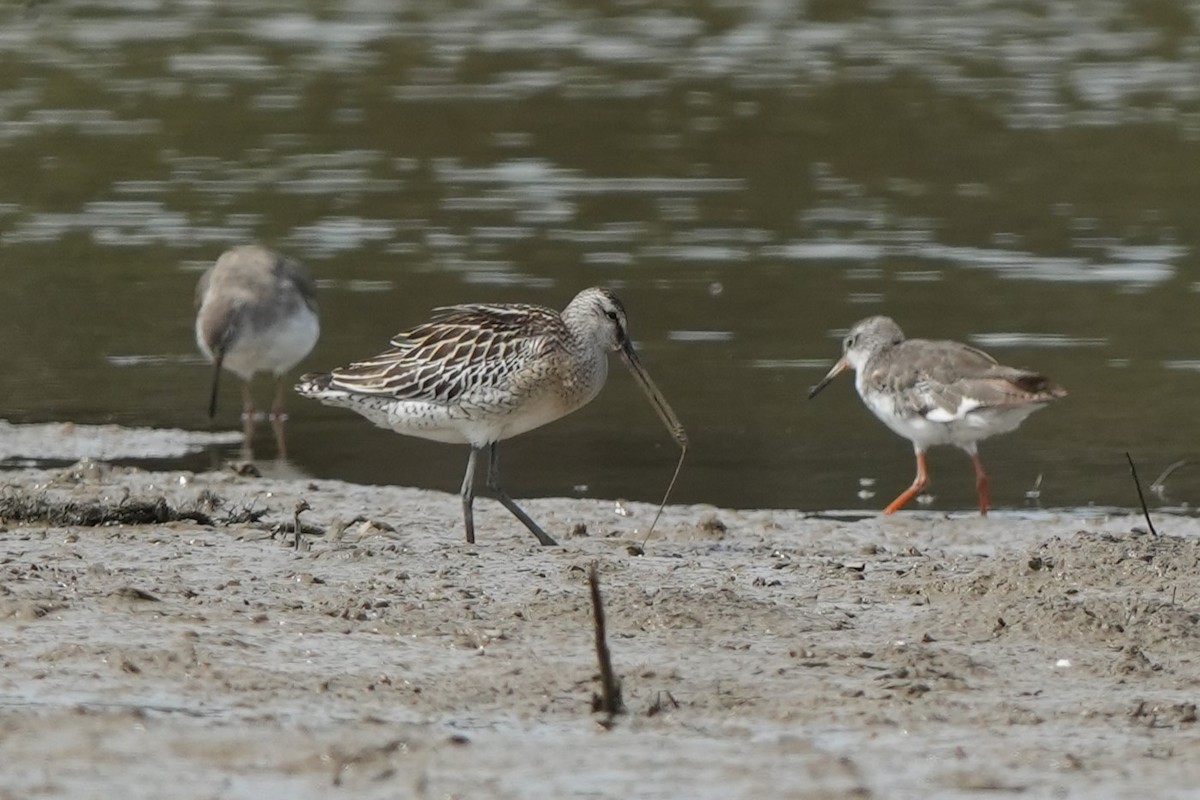 Asya Ak Sırtlı Suçulluğu - ML646769874