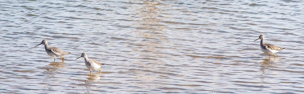 vodouš velký - ML646769875