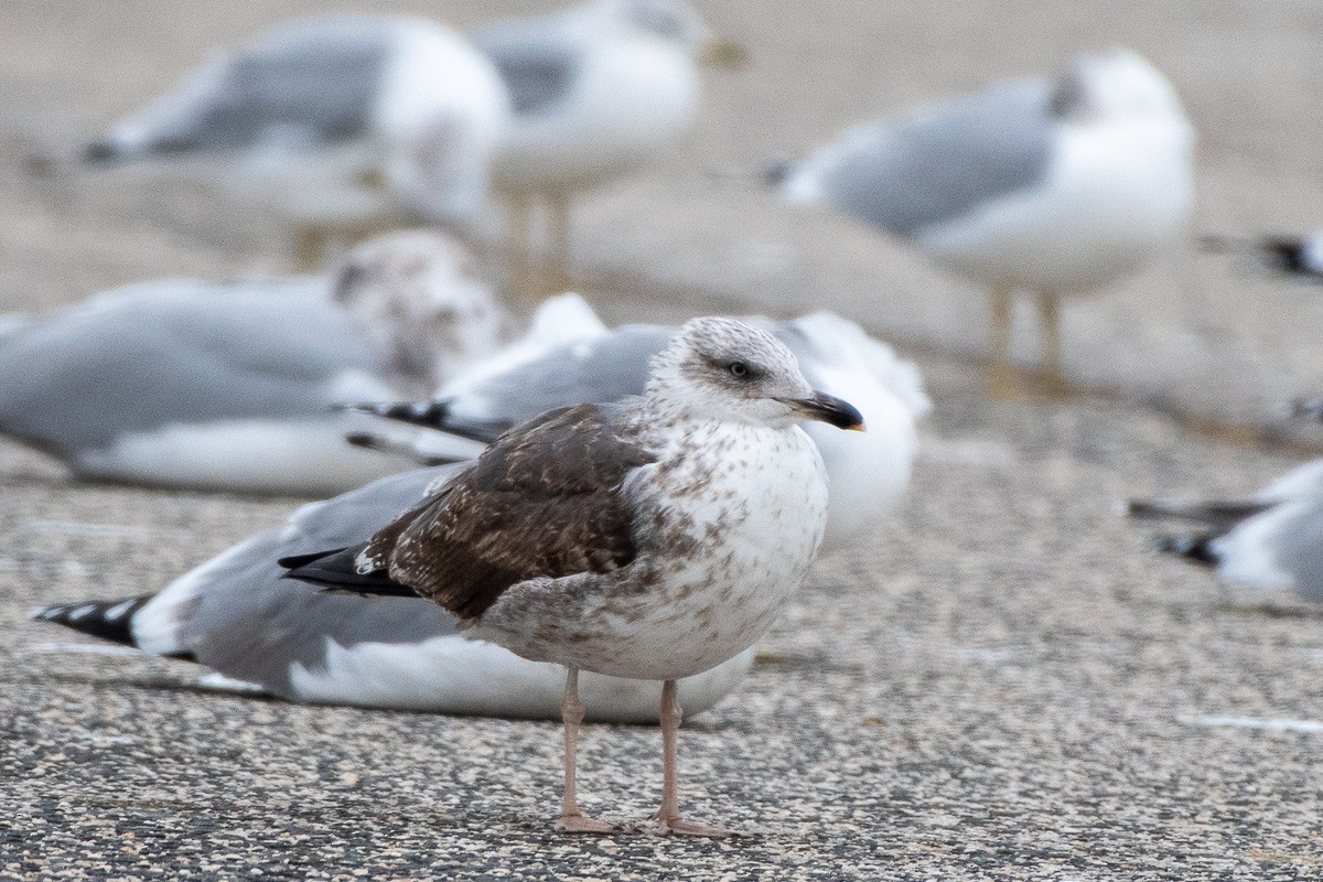 Lesser Black-backed Gull - ML646769878