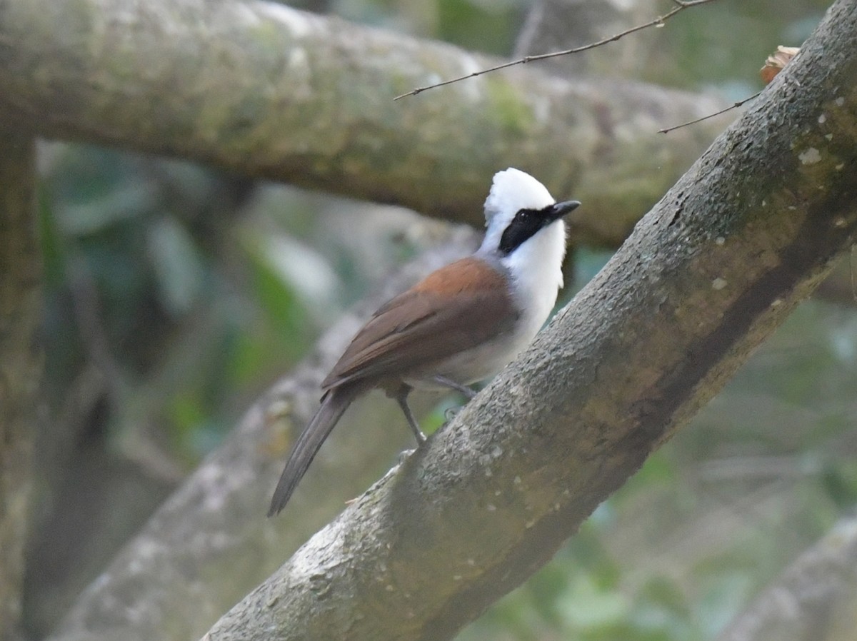 Charlatán Crestiblanco - ML646769880