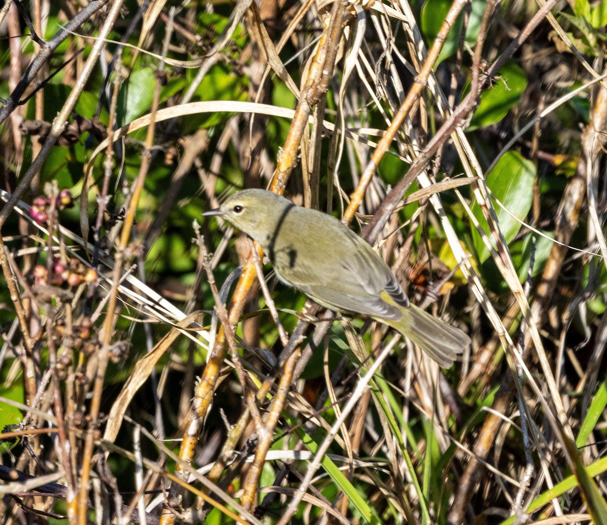 Orange-crowned Warbler - ML646769886