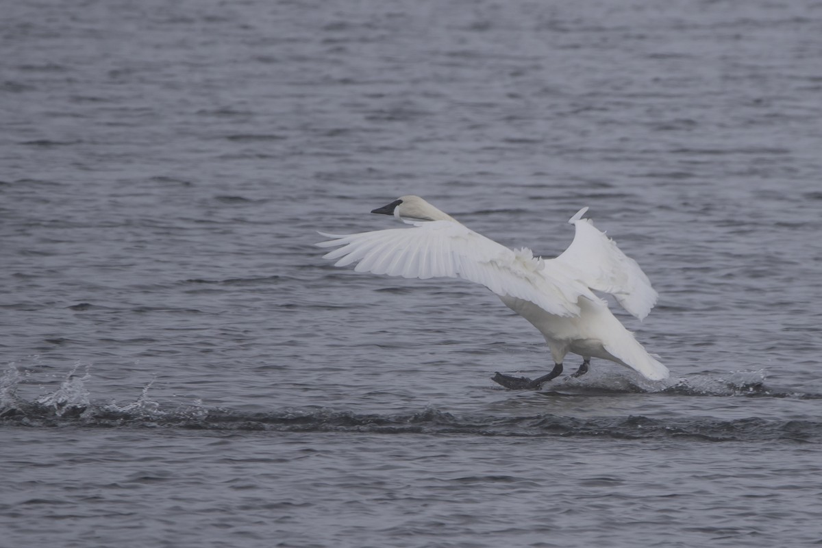 ברבור אמריקני - ML646769889
