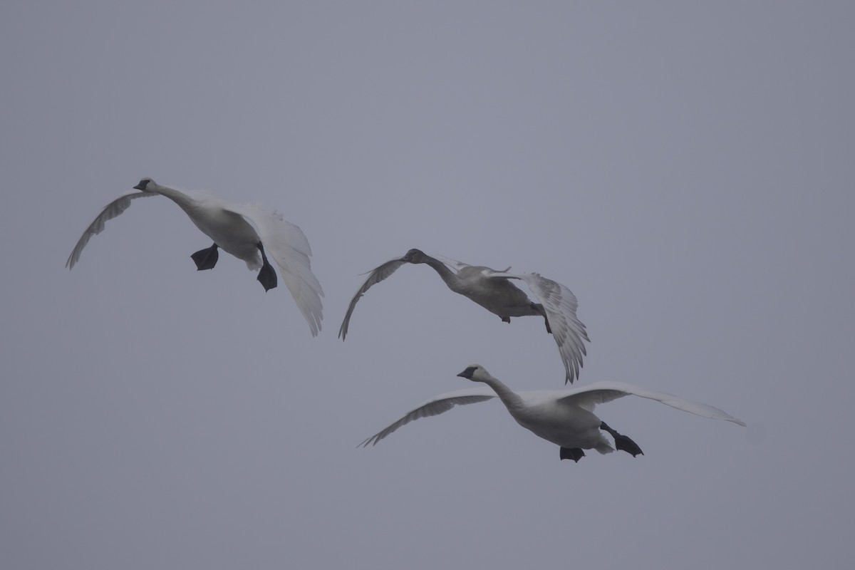 ברבור אמריקני - ML646769891