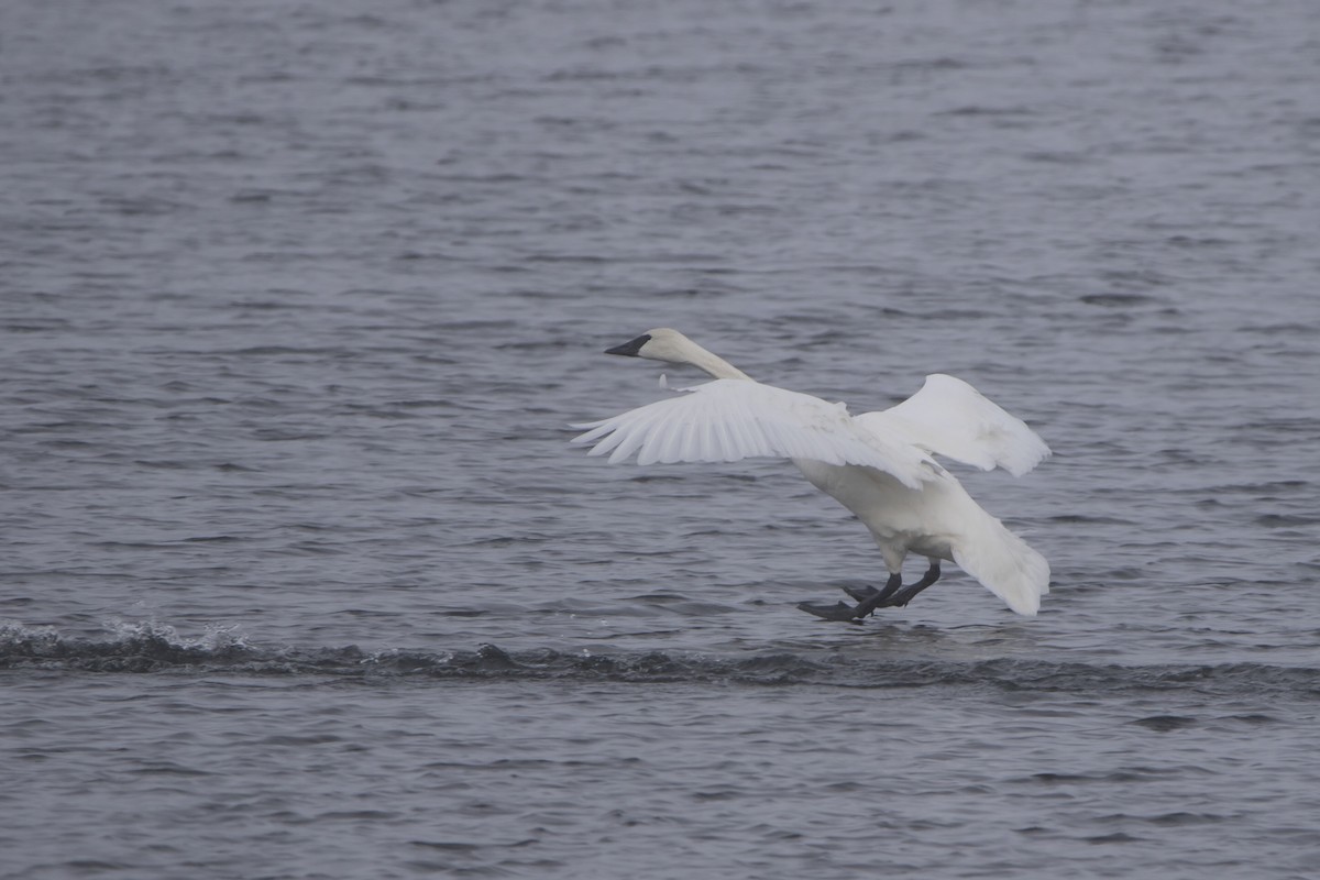 ברבור אמריקני - ML646769892