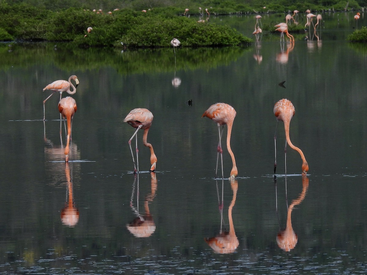 American Flamingo - ML646769894