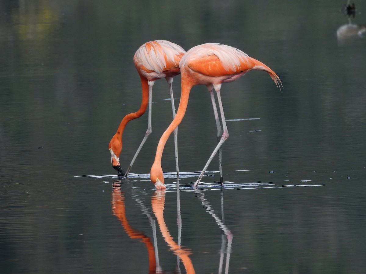 American Flamingo - ML646769895