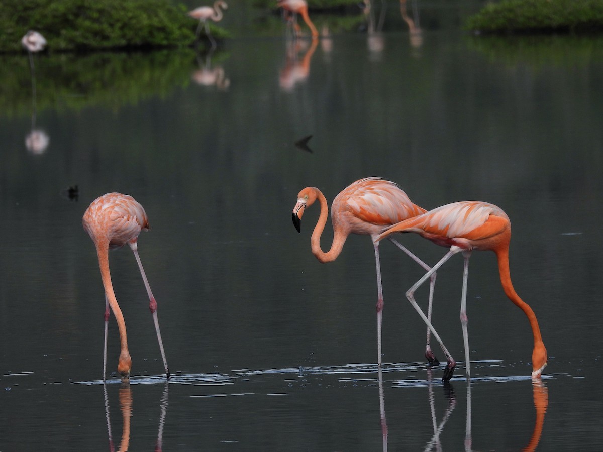 American Flamingo - ML646769896
