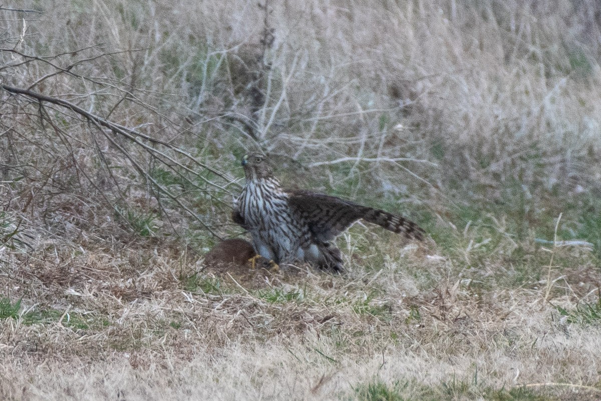 クーパーハイタカ - ML646769900