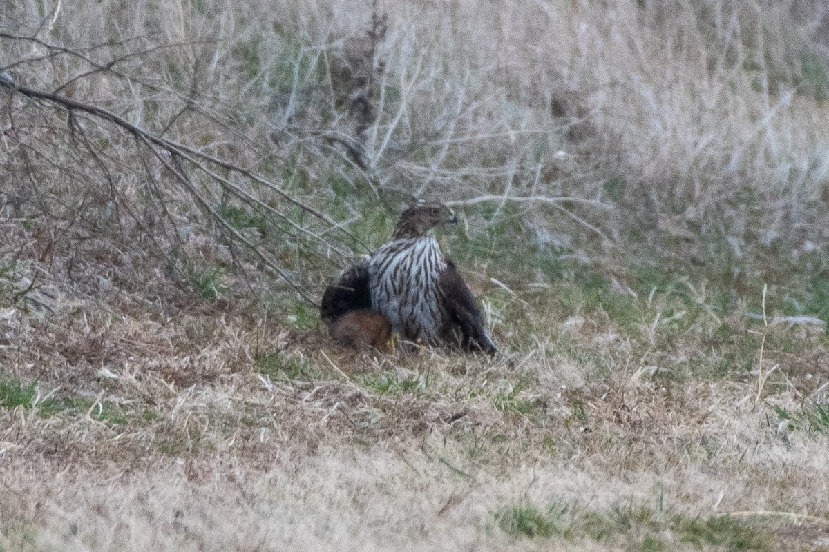 クーパーハイタカ - ML646769901