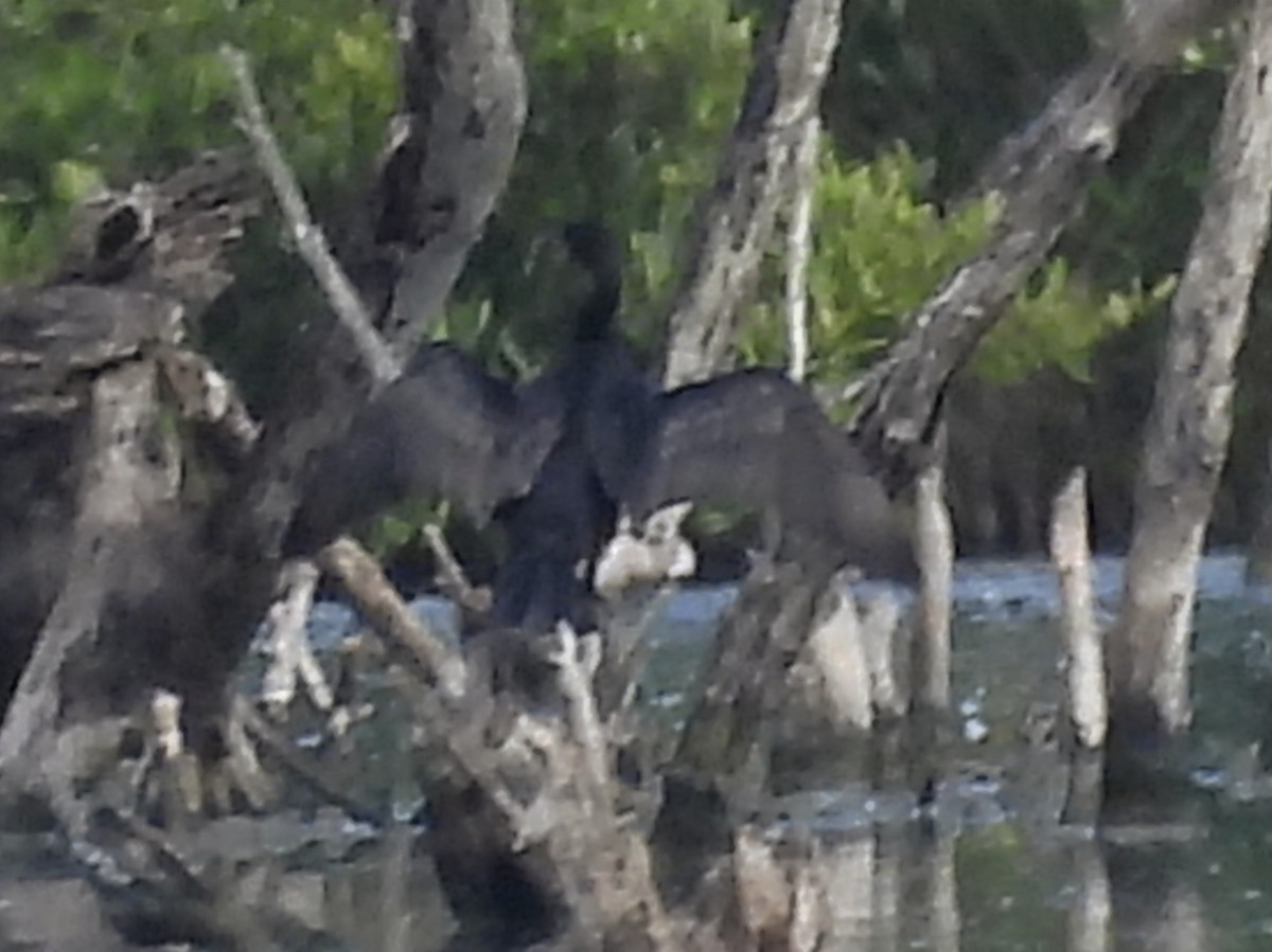 Neotropic Cormorant - ML646769907