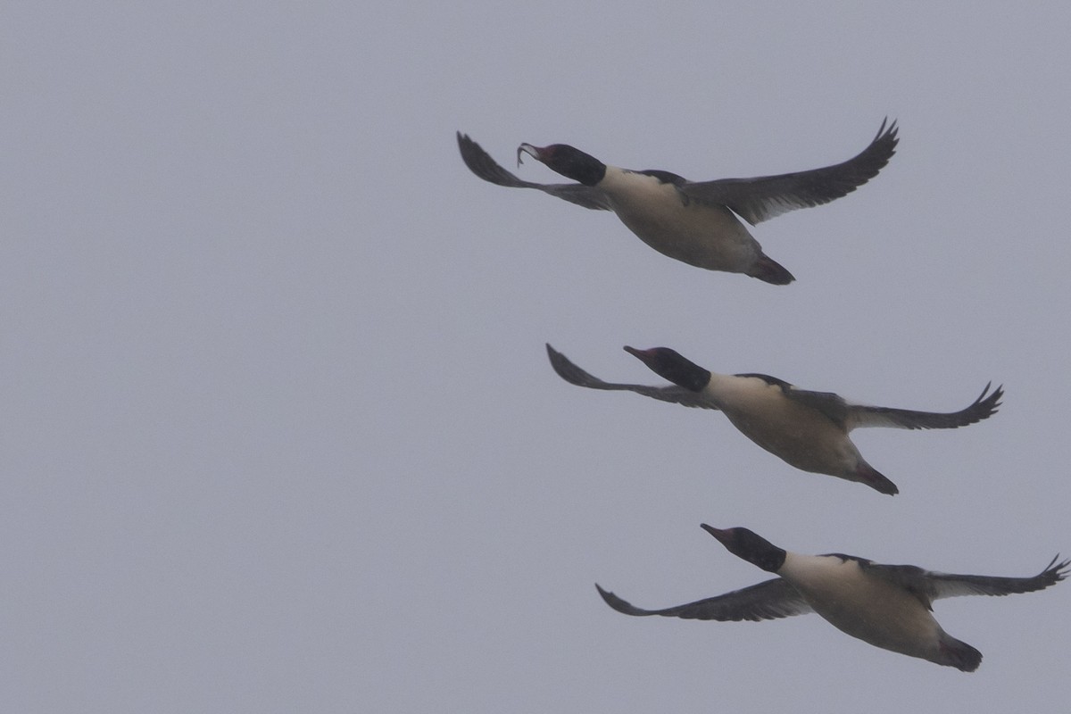 מרגון גדול - ML646769908
