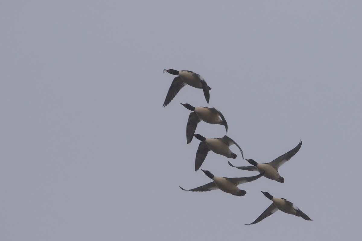 מרגון גדול - ML646769909