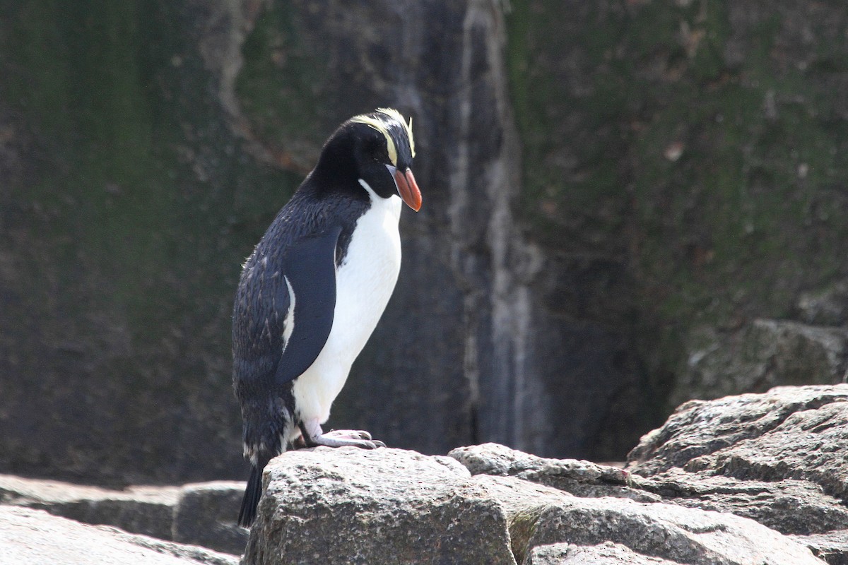 Erect-crested Penguin - ML64676991