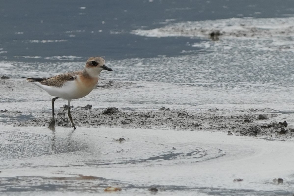 Büyük Cılıbıt - ML646769910