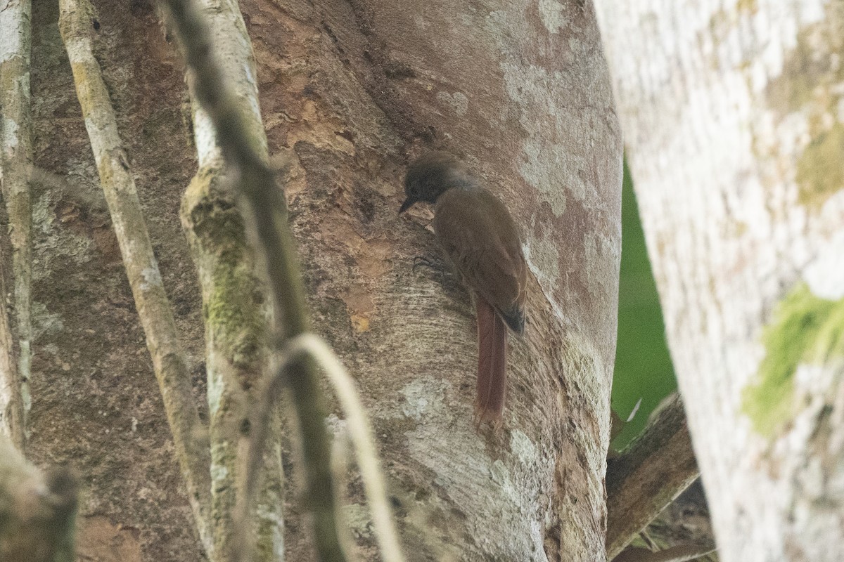 Wedge-billed Woodcreeper - ML646769913