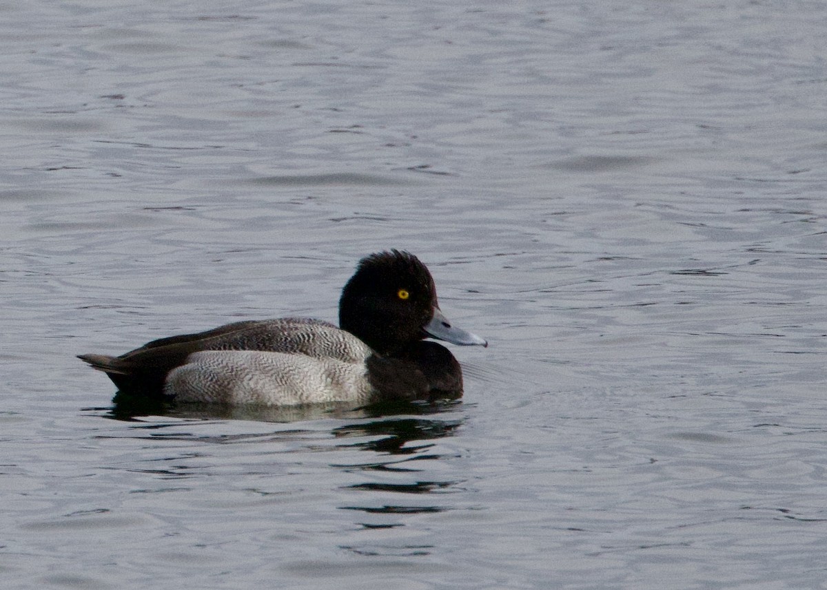 Murgilari txikia - ML646769914