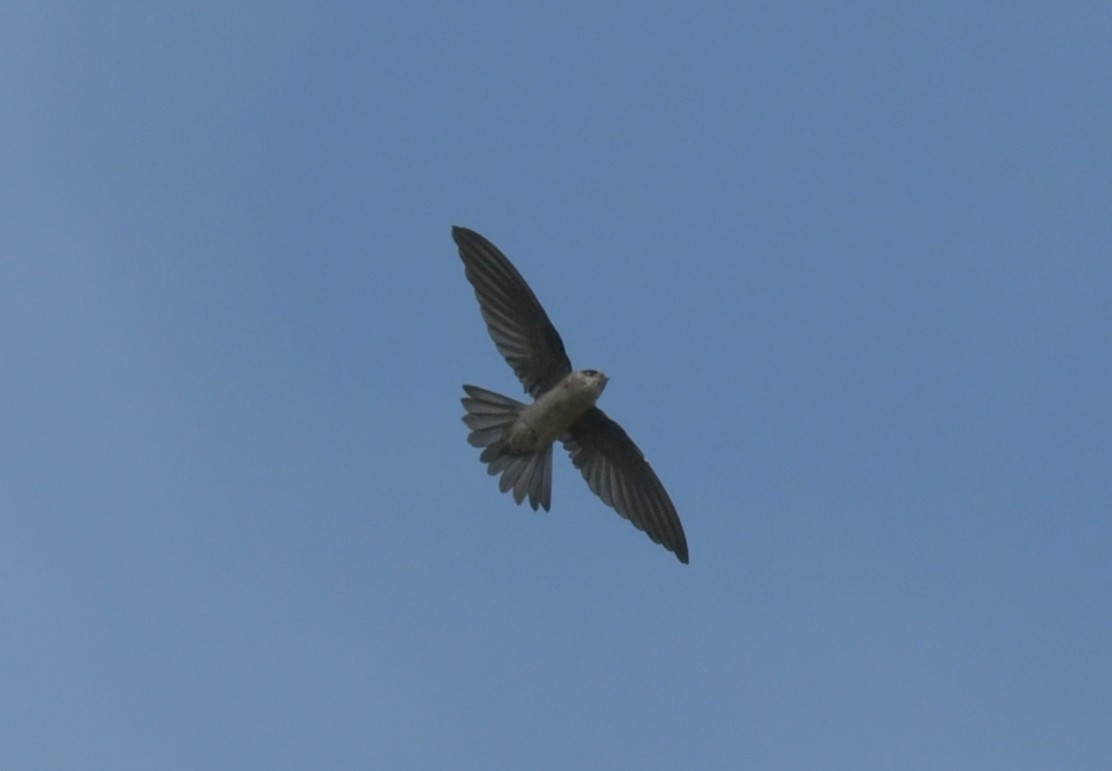 Salangana Nidoblanco - ML646769916