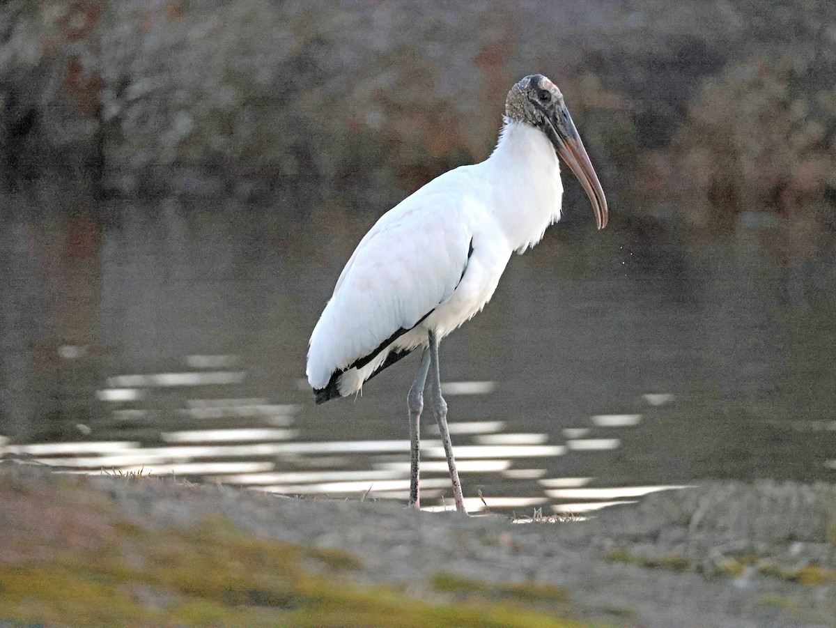 Wood Stork - ML646769918