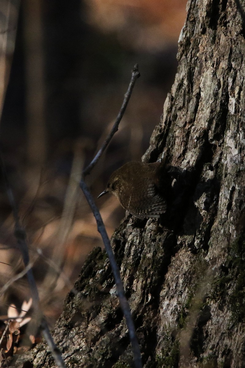 Winter Wren - ML646769919