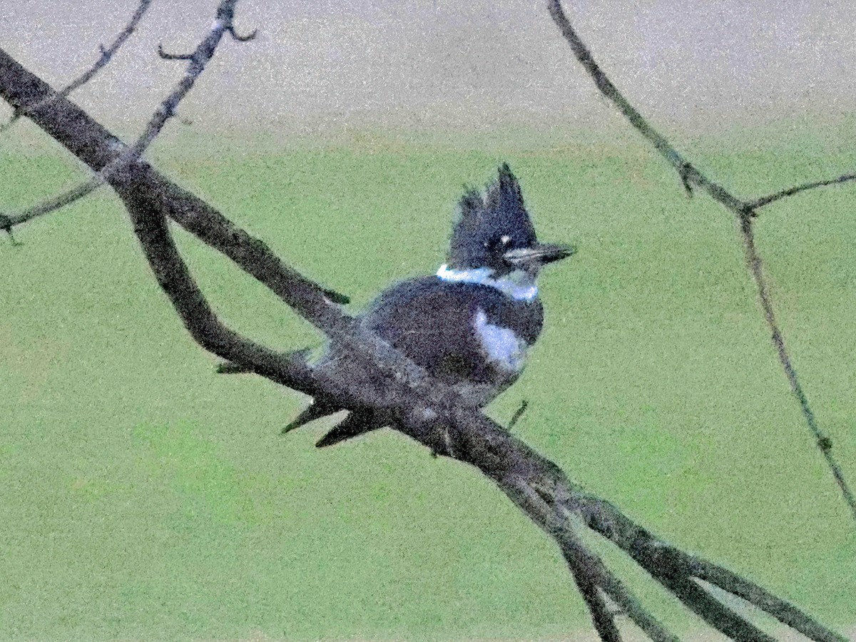 Belted Kingfisher - ML646769920