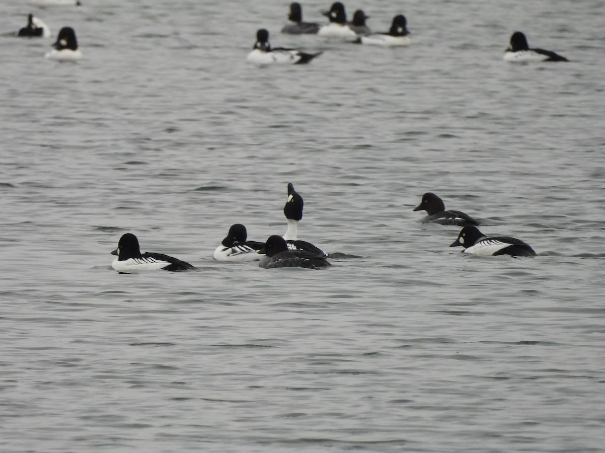 Алаг шунгаач - ML646769921