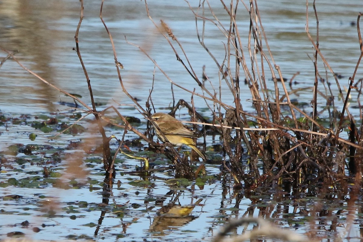 Palm Warbler - ML646769924