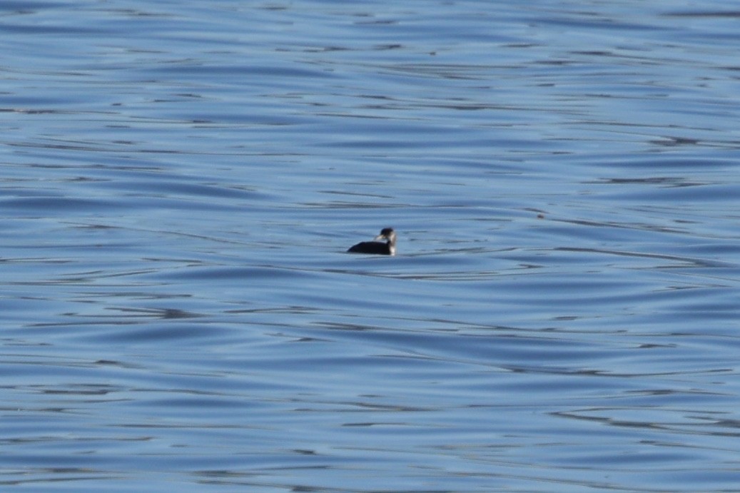 Rothalstaucher - ML646769926